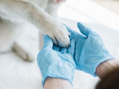 Veterinarska zbornica na muhi varuha konkurence